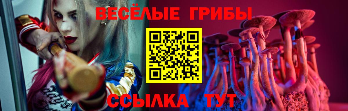 как найти закладки  Вход с VPN  Галлюциногенные грибы мицелий  Будённовск  Галлюциногенные грибы Psilocybine cubensis 